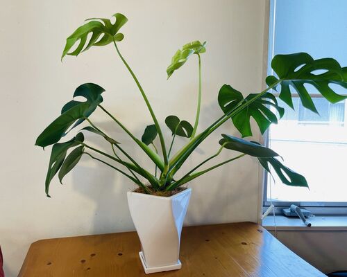 B1160EB1-8DB1-4F32-BFBE-AAF20E80B6DE