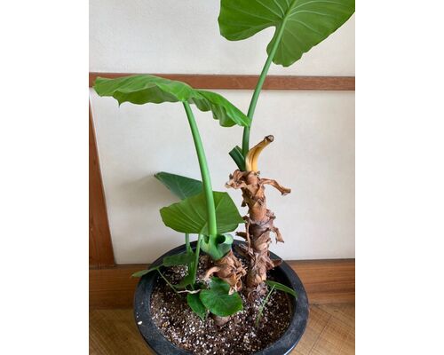 5576AAA4-C3A0-46C6-B8B7-5A6F80DBC689