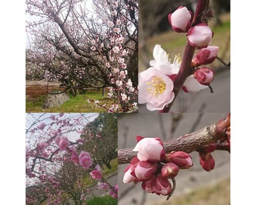 C58FD141-E70B-42C5-A2B1-7DEB30BA8E4F