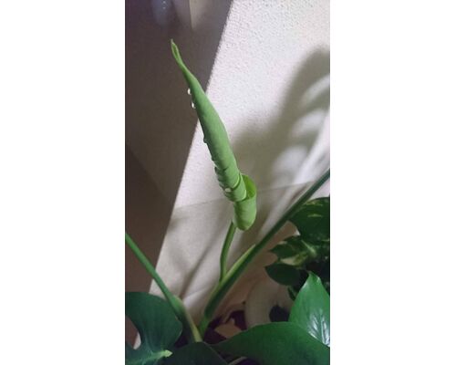 A8B0C223-4F8D-44F1-8211-B3183DFFAD25