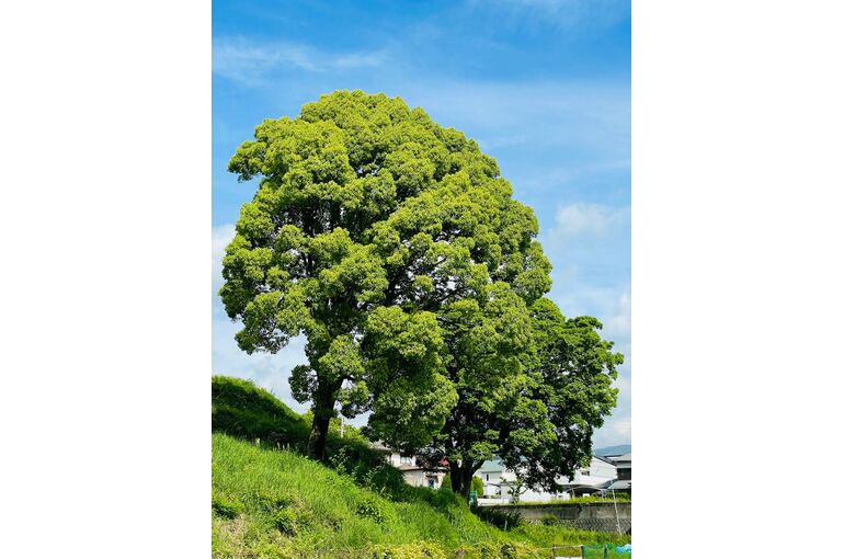IMG_4967